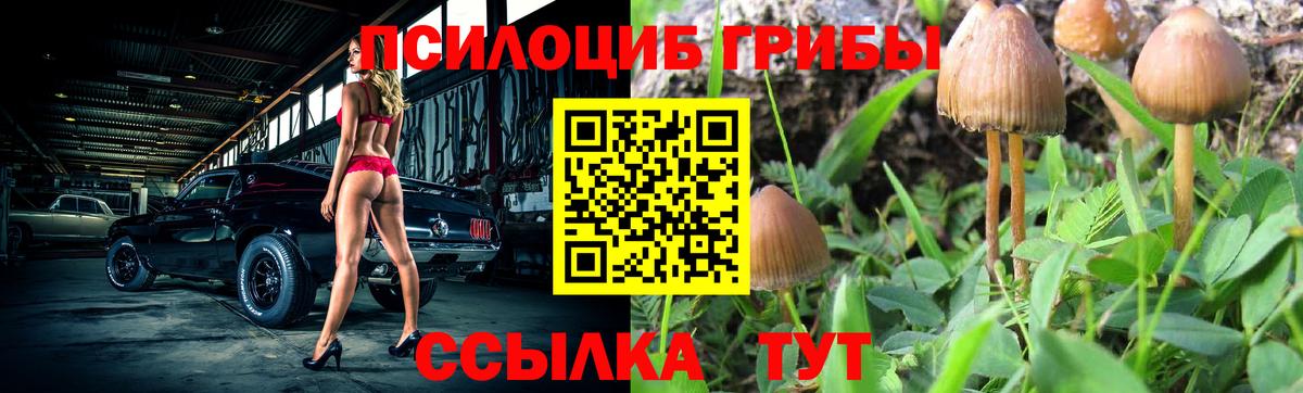 что такое   Галлюциногенные грибы Psilocybine cubensis  Шадринск  Вход с VPN  Псилоцибиновые грибы прущие грибы 